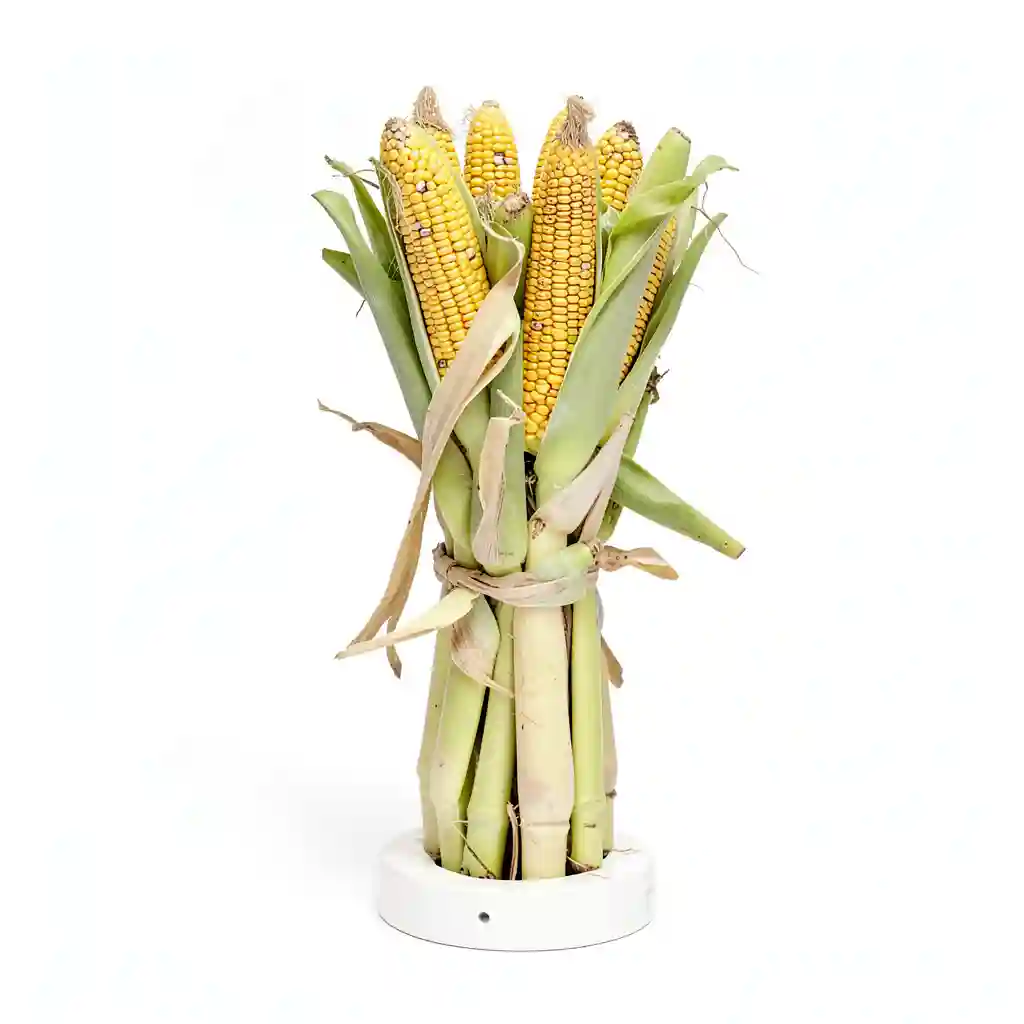 Harvest_Corn_Bundle_Form